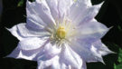 Belle of Woking