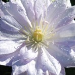 Belle of Woking