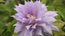 Belle of Woking