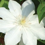 Candida
