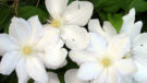 Candida