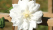 Duchess of Edinburgh