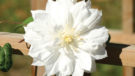 Duchess of Edinburgh