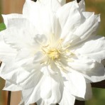 Duchess of Edinburgh