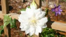 Duchess of Edinburgh