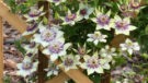 Florida Seboldii