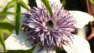 Florida Seboldii