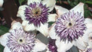 Florida Seboldii