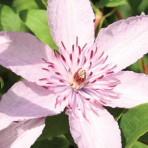 Hagley Hybrid