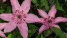 Hagley Hybrid