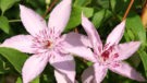 Hagley Hybrid