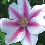 Marie Therese&trade;