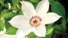 Miss Bateman