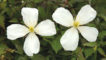 Montana Grandiflora