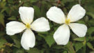 Montana Grandiflora