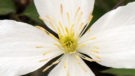 Montana Grandiflora