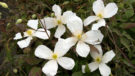 Montana Grandiflora