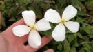 Montana Grandiflora