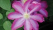Pink Champagne
