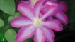 Pink Champagne