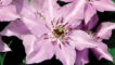 Pink Climador&trade;