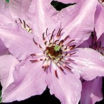 Pink Climador&trade;