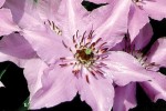 Pink Climador™ Pink Climador™