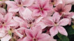 Pink Fantasy