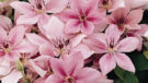 Pink Fantasy