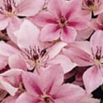 Pink Fantasy