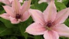 Pink Fantasy