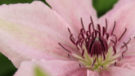 Pink Fantasy