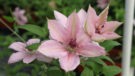 Pink Fantasy