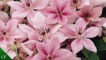 Pink Fantasy