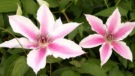 Pinky&trade;
