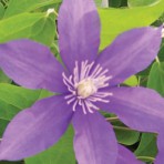 Violet Charm
