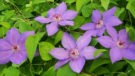Violet Charm