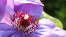 Violet Charm