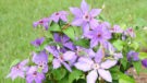 Violet Charm