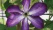 Viticella Venosa Violacea