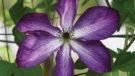 Viticella Venosa Violacea