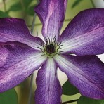 Viticella Venosa Violacea