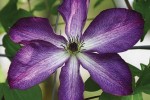 Viticella Venosa Violacea Viticella Venosa Violacea