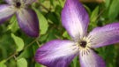 Viticella Venosa Violacea