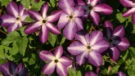 Viticella Venosa Violacea