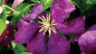 Viticella Etoile Violet