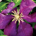 Viticella Etoile Violet