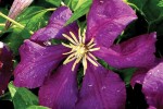 Viticella Etoile Violet Viticella Etoile Violet