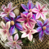 cut-flowers