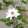 cut-flowers